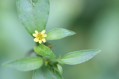 Synedrella nodiflora